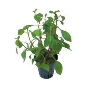 Ludwigia sp. Mesacana
