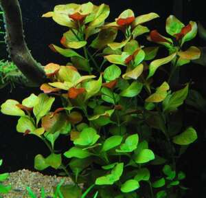 Ludwigia sp. Mesacana