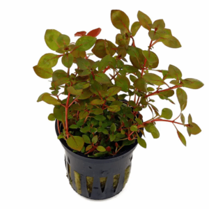 Ludwigia sp. Super Red