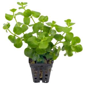 Lysimachia nummularia green