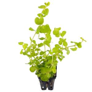 Lysimachia aurea yellow