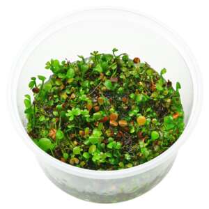 Marsilea hirsuta InVitro, 100 ml