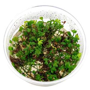 Marsilea hirsuta InVitro, 100 ml
