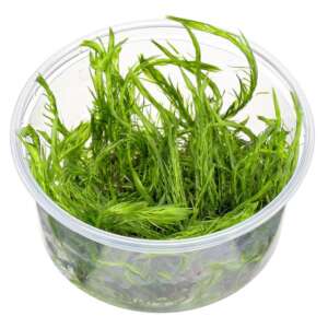Mayaca fluviatilis InVitro, 100 ml