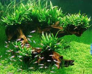 Microsorum mini