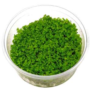 Micranthemum Monte Carlo InVitro, 100 ml