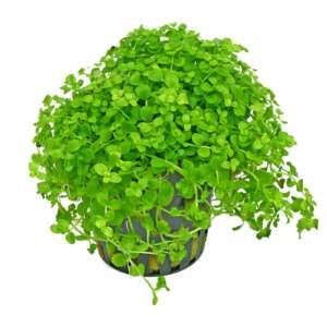 Micranthemum Monte Carlo