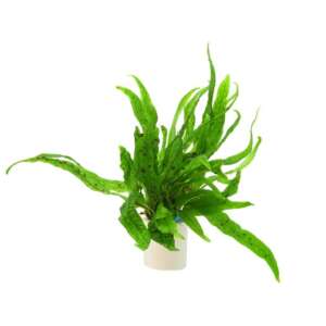 Microsorum green gnome