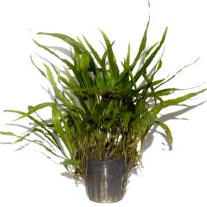 Microsorum minor