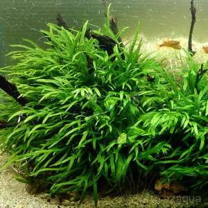 Microsorum trident