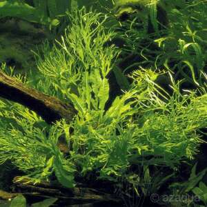 Microsorum Windelov