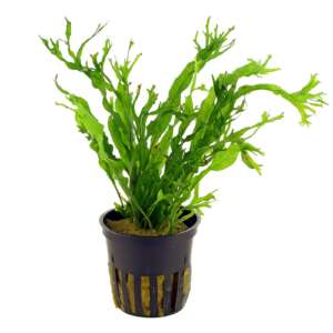 Microsorum Windelov