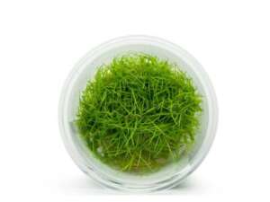 Eleocharis sp. mini InVitro, 100 ml