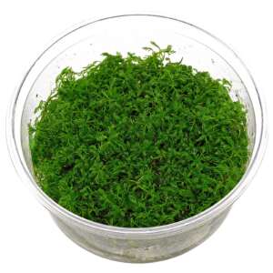 Myriophyllum mattogrossense InVitro, 100 ml