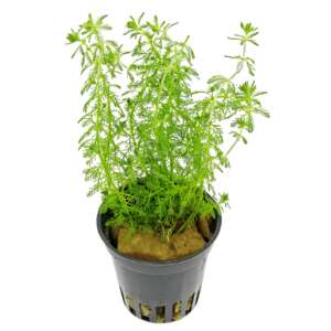 Myriophyllum guyana