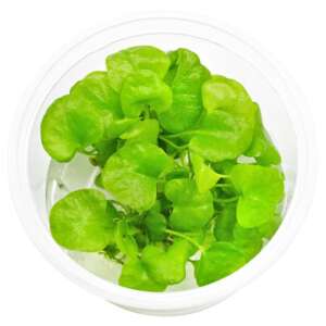 Nymphoides sp. Taiwan InVitro, 100 ml
