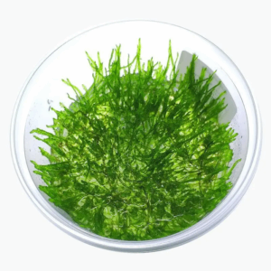 Peacock moss (Taxiphyllum sp.) InVitro, 100 ml