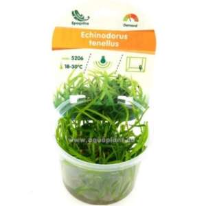 Echinodorus tenellus (Syn: Helanthium tenellum) InVitro, 100 ml