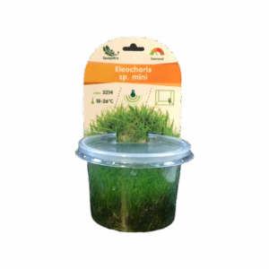 Eleocharis sp. mini InVitro, 100 ml