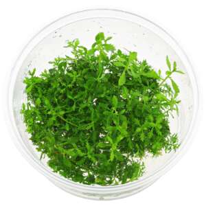 Proserpinaca palustris InVitro, 100 ml