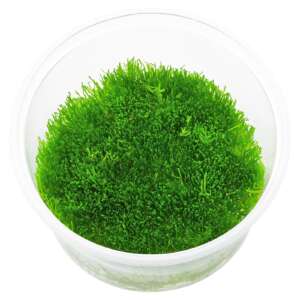 Riccia fluitans InVitro, 100 ml