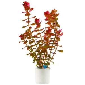 Rotala macranda