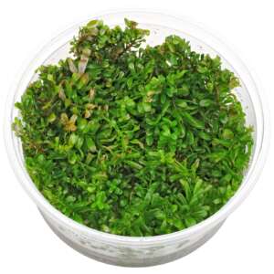 Rotala macrandra InVitro, 100 ml