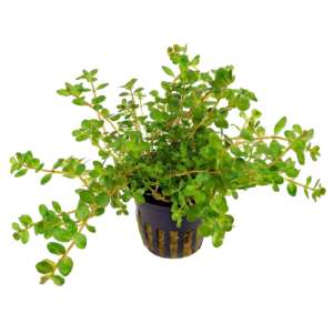 Rotala rotundifolia