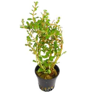 Rotala Vietnam Hra