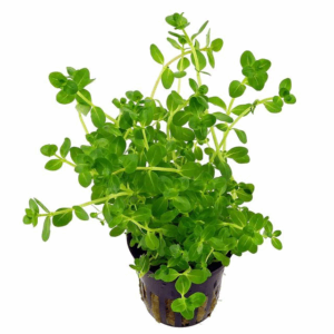 Rotala sp. green