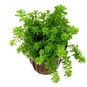Rotala Boshi - Nanjenshan