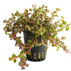 Rotala yao-yai