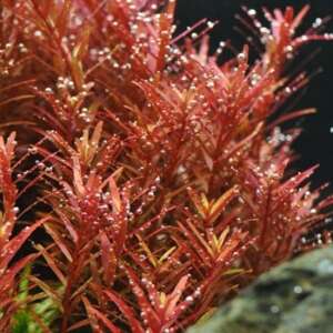 Rotala sp. Yao Yai InVitro, 100 ml