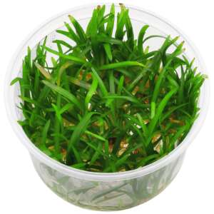 Sagittaria subulata InVitro, 100 ml