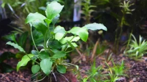 Schismatoglottis prietoi