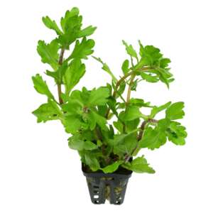 Shinnersia green