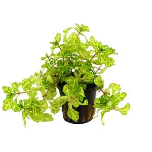Shinnersia yellow-green