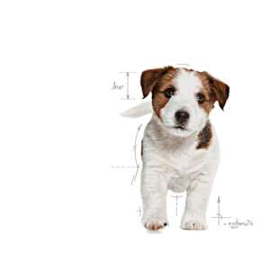 Royal Canin Mini Puppy, Храна за подрастващи кученца дребни породи
