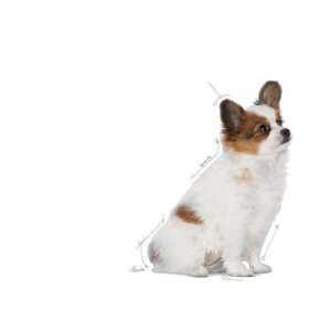 Royal Canin X-Small Puppy, Храна за подрастващи кученца от мини породи