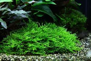 Spiky moss (Taxiphyllum sp.) InVitro, 100 ml