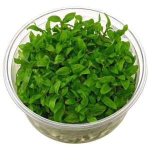 Staurogyne repens InVitro, 100 ml