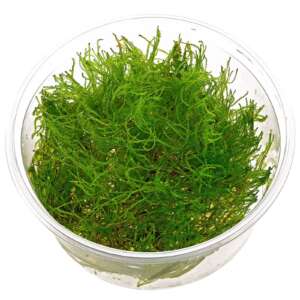 Taiwan moss (Taxiphyllum alternans) InVitro, 100 ml