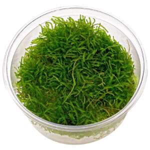 Java moss Taxiphyllum barbieri InVitro, 100 ml