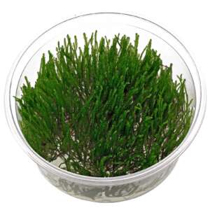 Spiky moss (Taxiphyllum sp.) InVitro, 100 ml