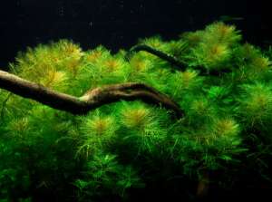 Myriophyllum mattogrossense InVitro, 100 ml