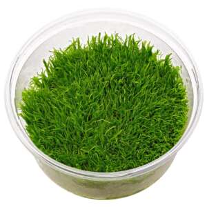 Utricularia graminifolia InVitro, 100 ml