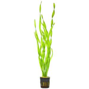Vallisneria asiatica