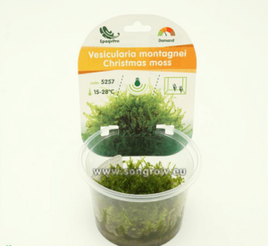 Creeping moss (Vesicularia sp.) InVitro, 100 ml