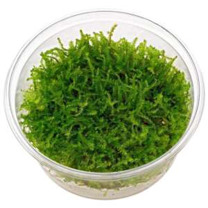 Creeping moss (Vesicularia sp.) InVitro, 100 ml