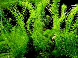 Egeria najas
